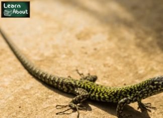 4 Tips for Using Content to Drive Long-Tail Traffic to Your E-commerce Store longtailtraffic